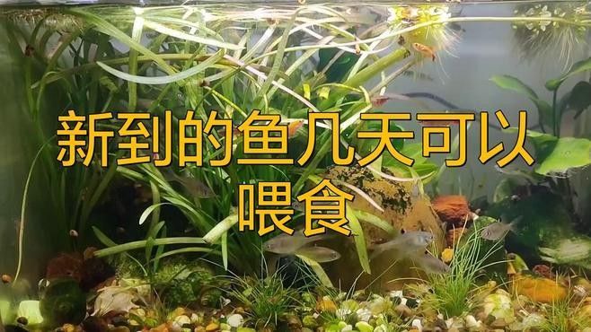 龍魚跳出魚缸后多久喂食 龍魚跳出魚缸后多久喂食 龍魚百科 第2張