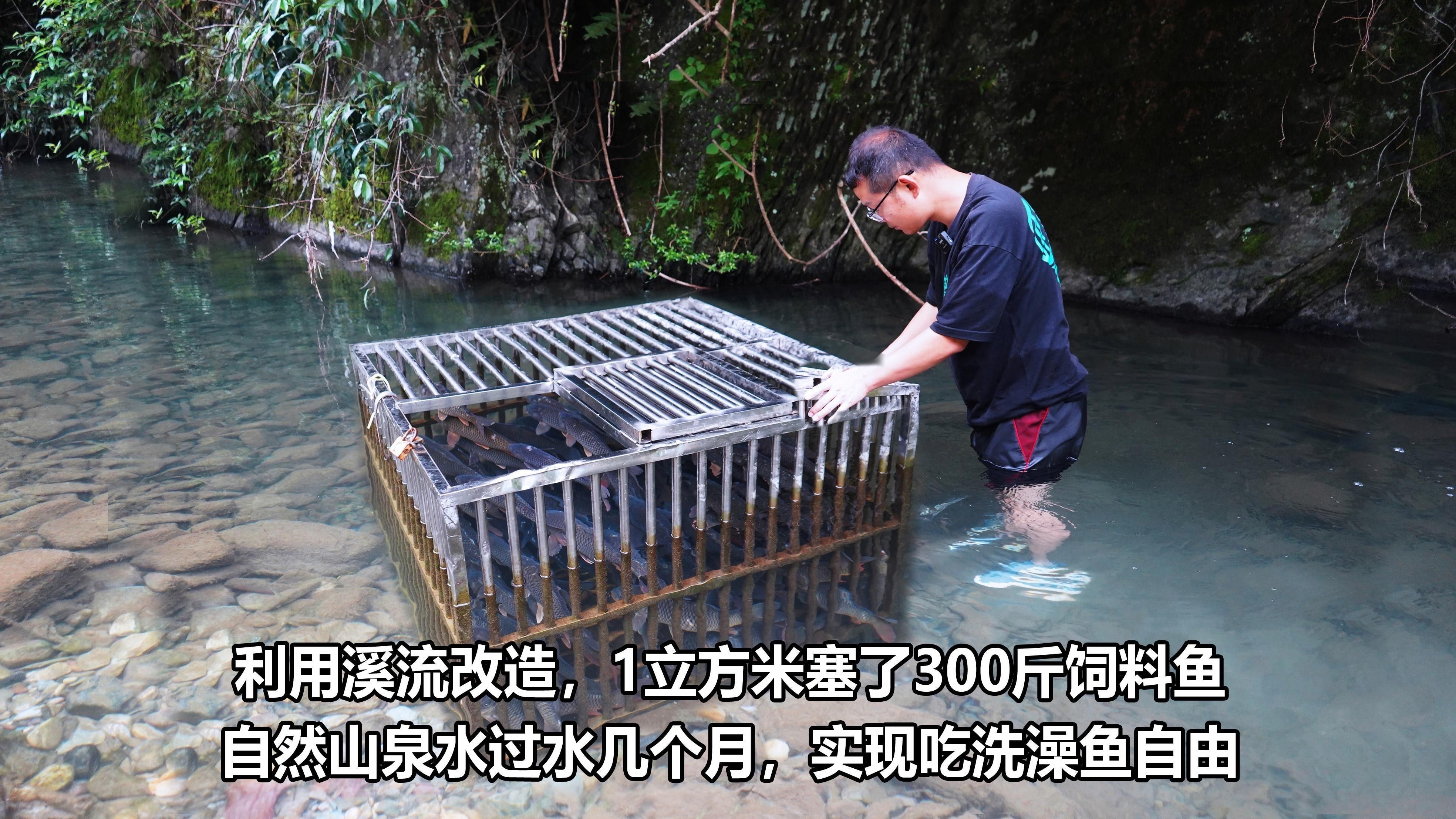 如何挑選健康的飼料魚？