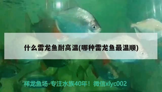 什么雷龍魚耐高溫(哪種雷龍魚最溫順)（幻彩紅寶石雷龍魚好養嗎，）