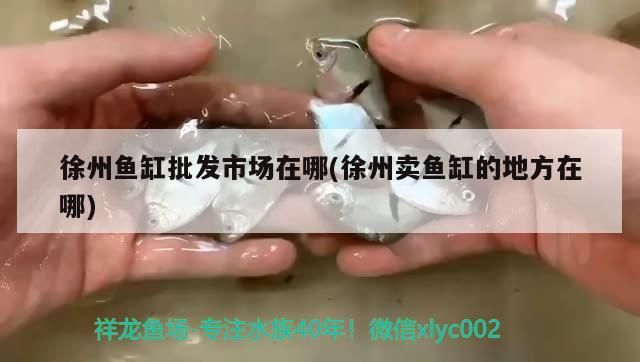 徐州魚缸批發市場在哪(徐州賣魚缸的地方在哪)