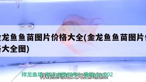金龍魚(yú)魚(yú)苗圖片價(jià)格大全(金龍魚(yú)魚(yú)苗圖片價(jià)格大全圖)