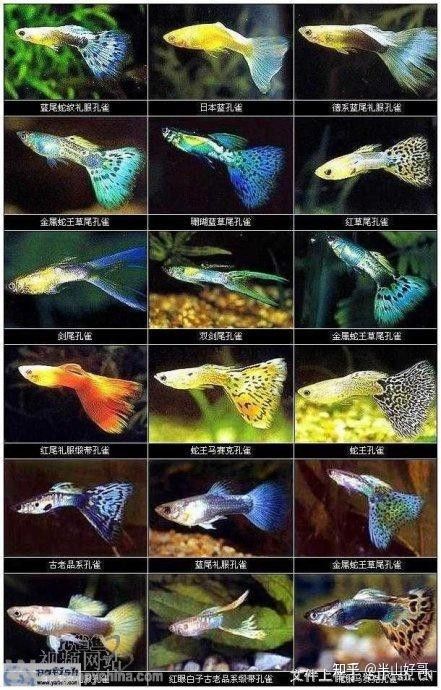 紅眼白子龍魚繁殖周期是多久？（如何判斷紅眼白子龍魚是否性成熟？）