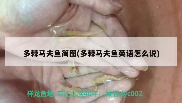 立達金龍魚有官方網站嗎？