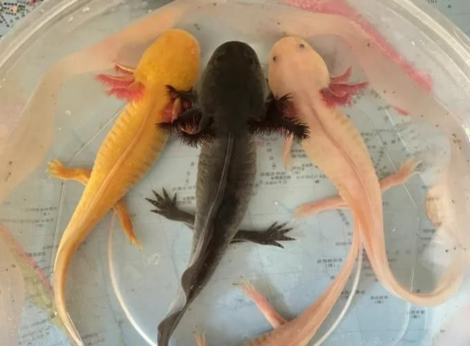 六角龍魚成魚的標準體型（六角恐龍魚能長到多少厘米）