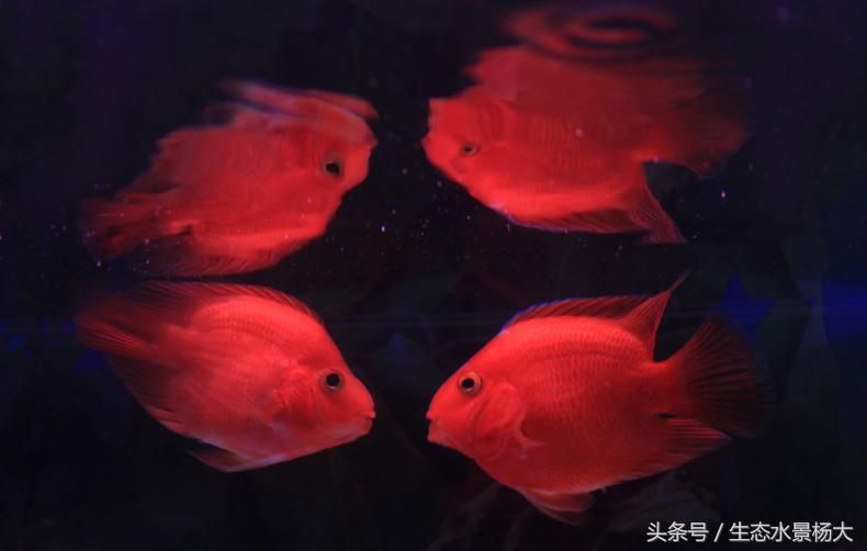 養(yǎng)兩條龍魚的寓意（關(guān)于金龍的知識）