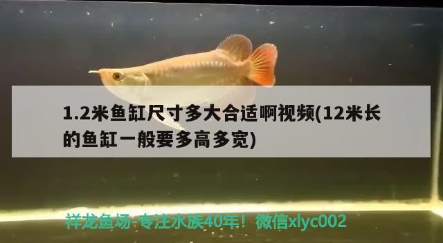 詳細閱讀:1.2米魚缸尺寸多大合適啊視頻(12米長的魚缸一般要多高多寬)(1.2米的魚缸尺寸多大合適啊視頻) 1.2米魚缸尺寸多大合適啊視頻(12米長的魚缸一般要多高多寬)(1.2米的魚缸尺寸多大合適啊視頻)