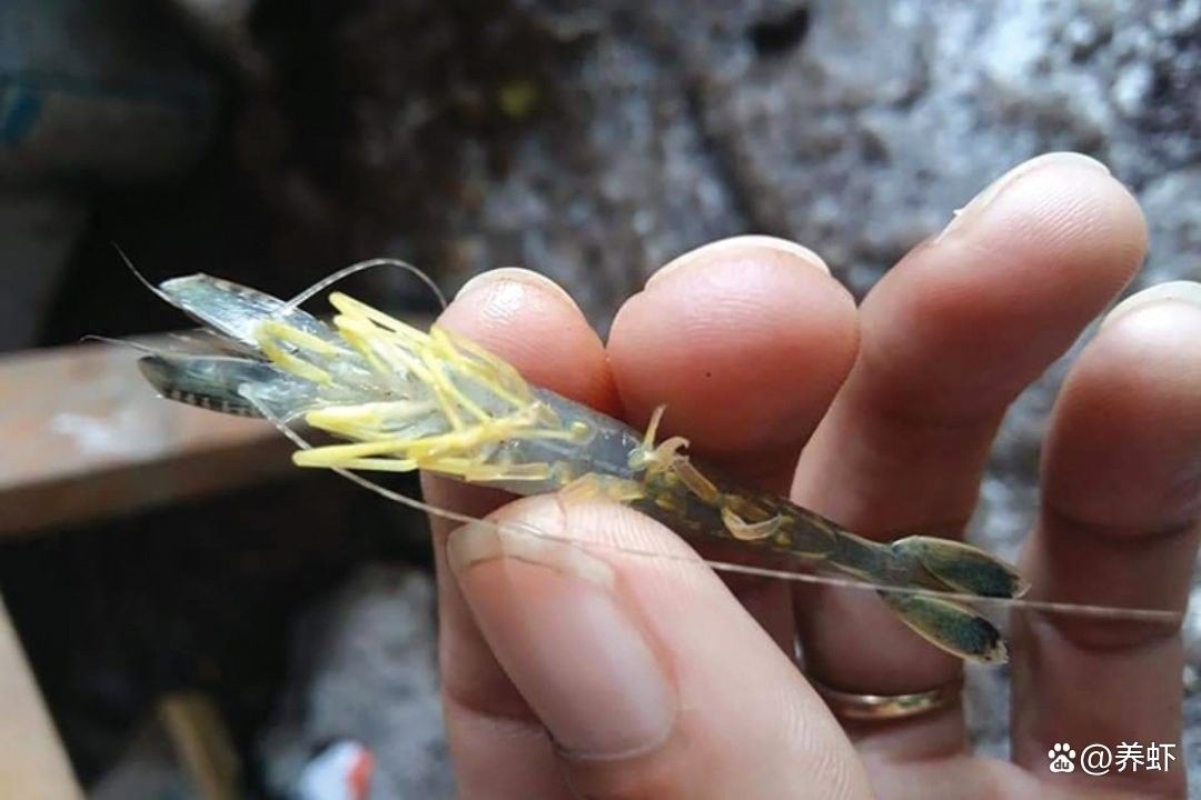 古典藍底和改良型藍底的繁殖差異（古典藍底與改良型藍底在繁殖過程中存在的差異）