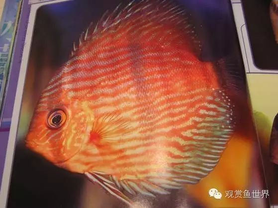 古典藍底和改良型藍底的繁殖差異（古典藍底與改良型藍底在繁殖過程中存在的差異）