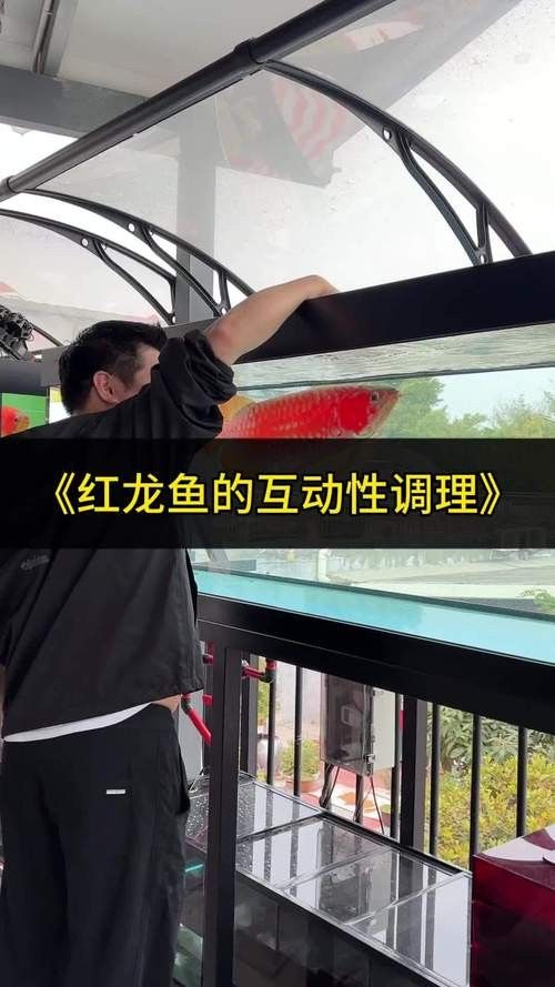 紅龍魚(yú)訓(xùn)練互動(dòng)有哪些技巧