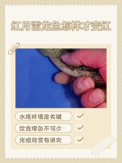 紅龍魚(yú)訓(xùn)練互動(dòng)有哪些技巧