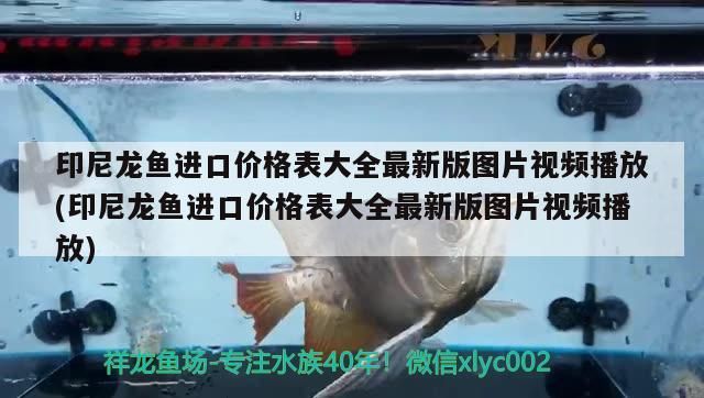 印尼龍魚進口價格表大全最新版圖片視頻播放(印尼龍魚進口價格表大全最新版圖片視頻播放)