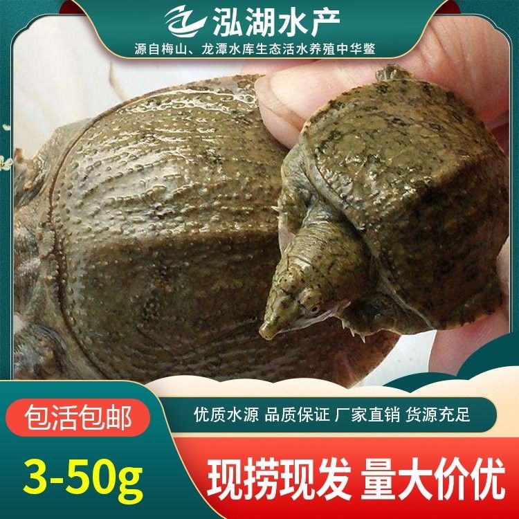 哪里可以購買到龍魚苗