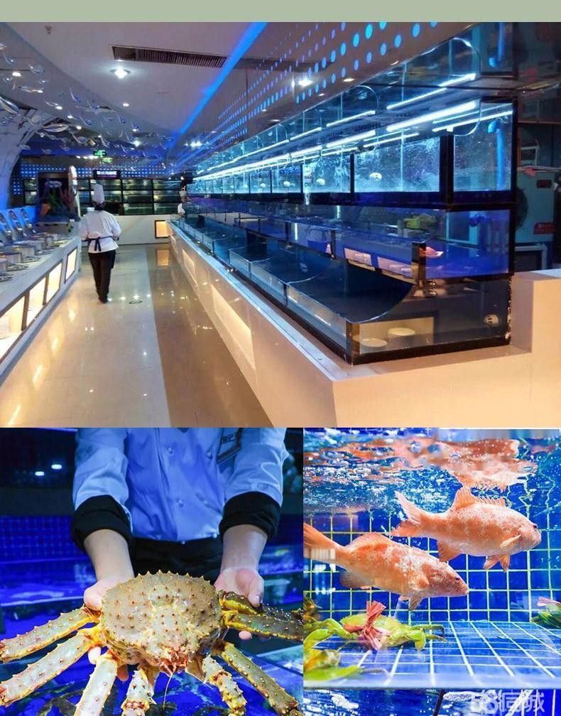 哪里可以購買到龍魚苗
