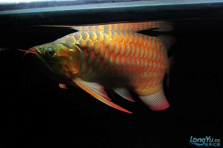 紅龍魚用白燈和黃燈的對比圖（紅龍魚在不同燈光下的發色效果差異顯著）