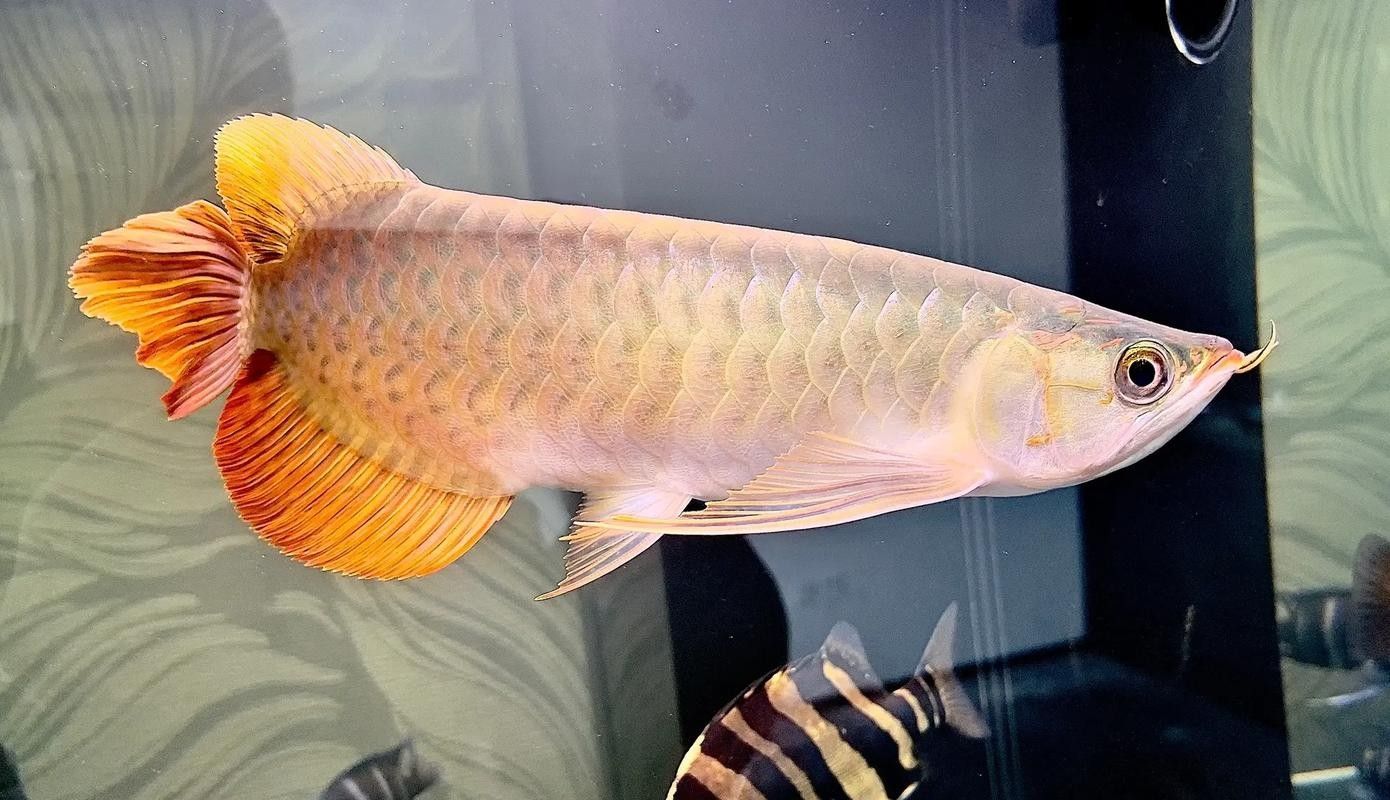 紅龍魚用白燈和黃燈的對比圖（紅龍魚在不同燈光下的發色效果差異顯著）