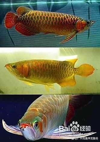紅龍魚用白燈和黃燈的對比圖（紅龍魚在不同燈光下的發色效果差異顯著）
