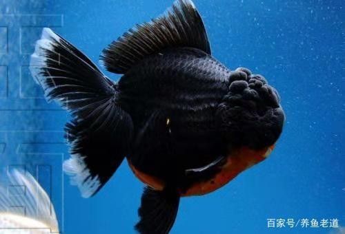 金龍魚浮頭會自愈嗎