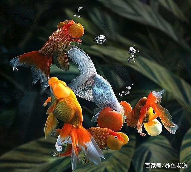 金龍魚浮頭會自愈嗎
