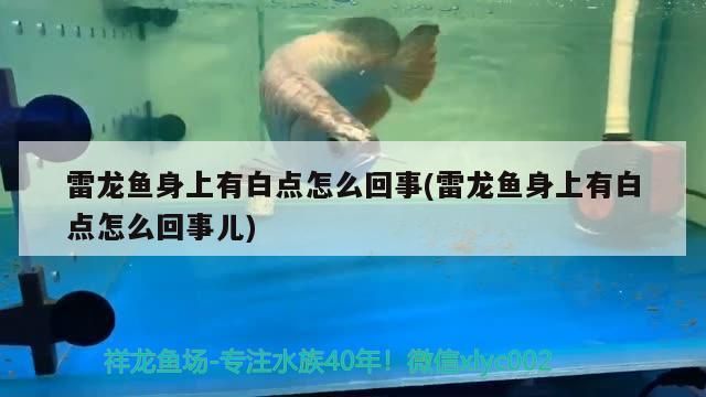 雷龍魚身上有白點怎么回事(雷龍魚身上有白點怎么回事兒) 雷龍魚身上有白點怎么回事(雷龍魚身上有白點怎么回事兒) 觀賞魚百科