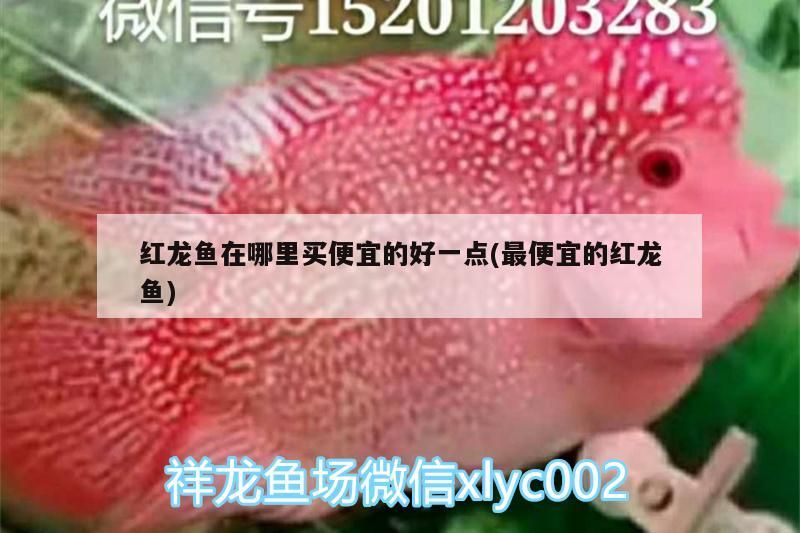 紅龍魚在哪里買便宜的好一點(最便宜的紅龍魚)