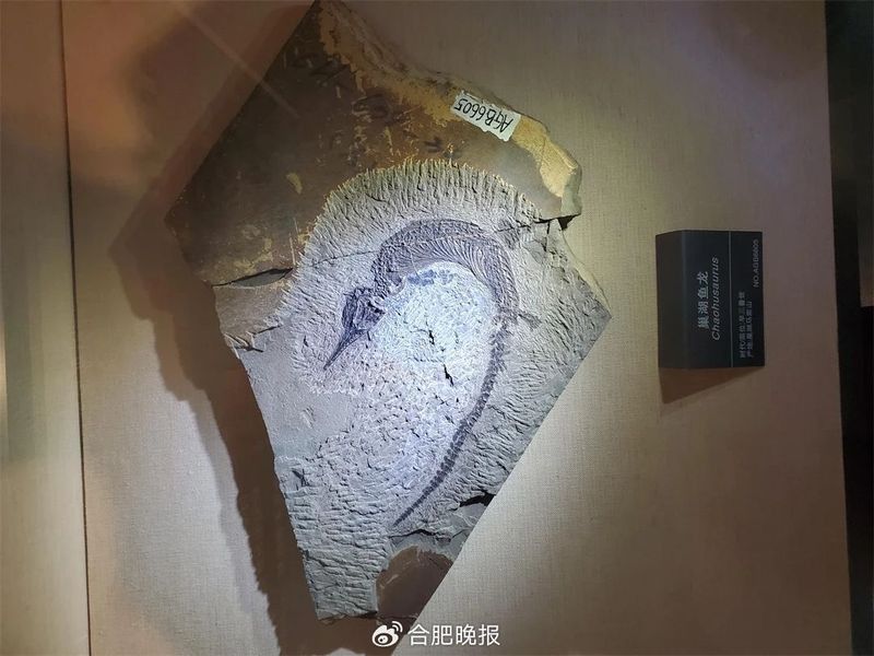 巢湖龍化石的研究意義