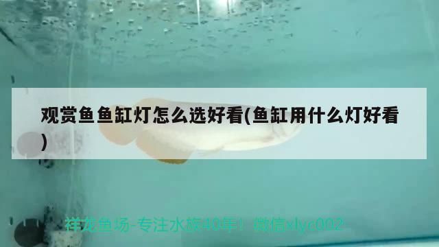 觀賞魚魚缸燈怎么選好看(魚缸用什么燈好看)