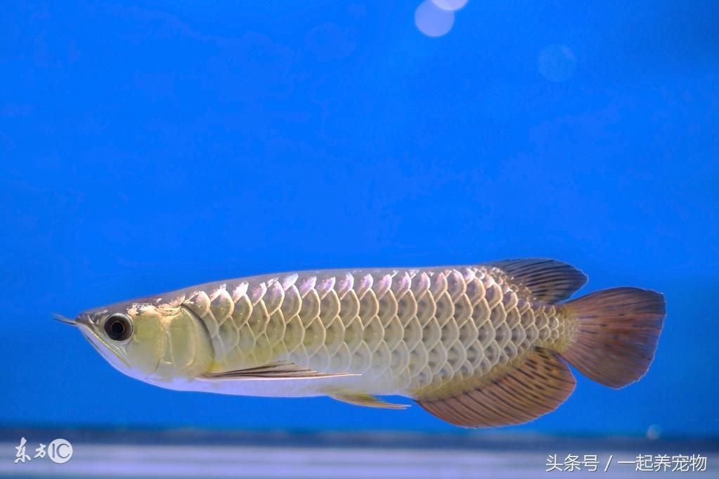 泰國虎魚為什么會變黑的原因：泰國虎魚為什么會變黑