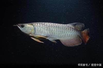 泰國虎魚為什么會變黑的原因：泰國虎魚為什么會變黑