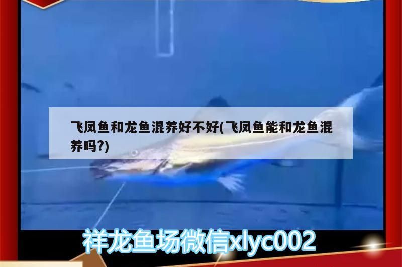 飛鳳魚和龍魚混養好不好(飛鳳魚能和龍魚混養嗎?)（飛鳳魚和龍魚可以混養嗎？）