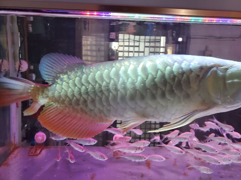 求助，我的龍魚鱗片出現(xiàn)黑點是什么