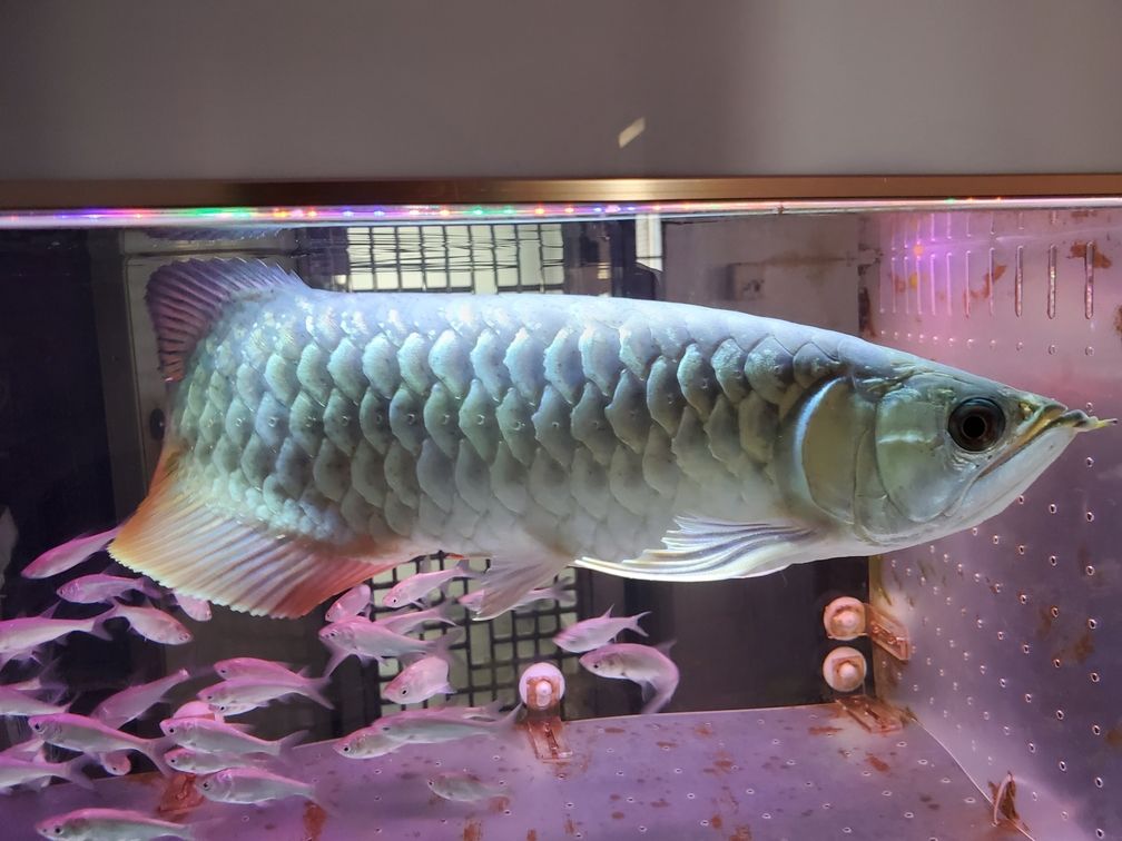 求助，我的龍魚鱗片出現(xiàn)黑點是什么