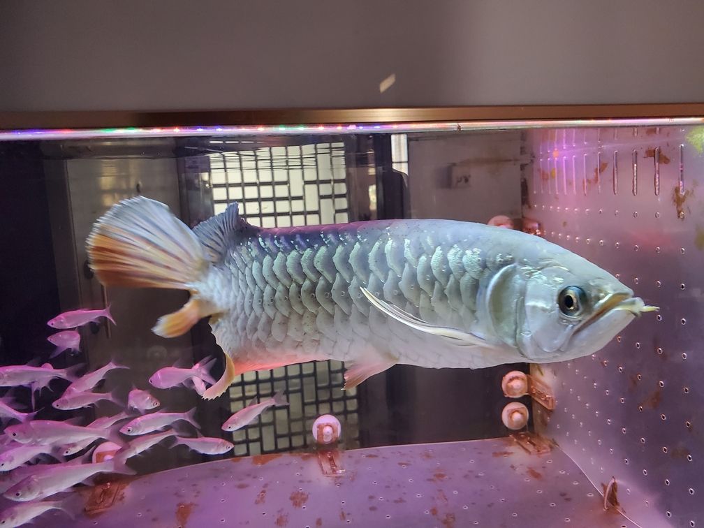 求助，我的龍魚鱗片出現黑點是什么 求助，我的龍魚鱗片出現黑點是什么 觀賞魚百科 第4張