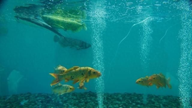 金龍魚仿生機器人何時商業化？