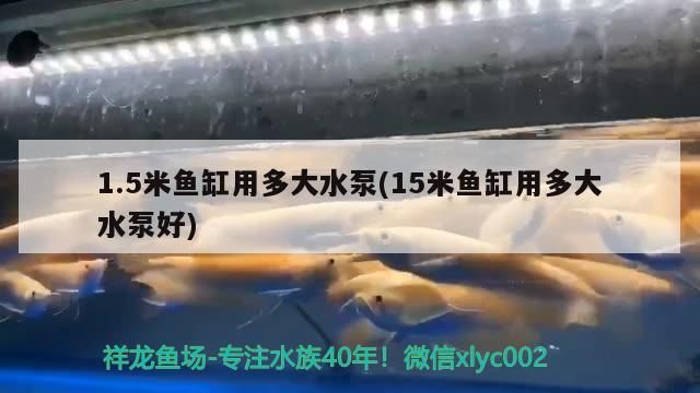非洲金鼓魚(非洲金鼓養(yǎng)殖) 非洲金鼓魚(非洲金鼓養(yǎng)殖) 觀賞魚百科