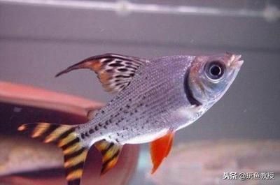 新入缸的銀龍魚不吃，新入缸的銀龍魚不吃食物可能是因為它們對環境還不夠熟悉