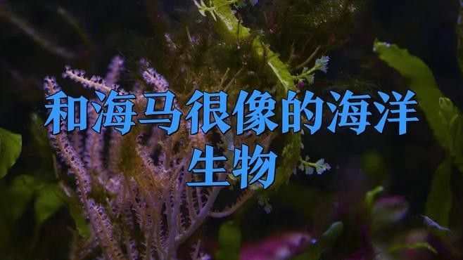 如何區分海龍和海馬