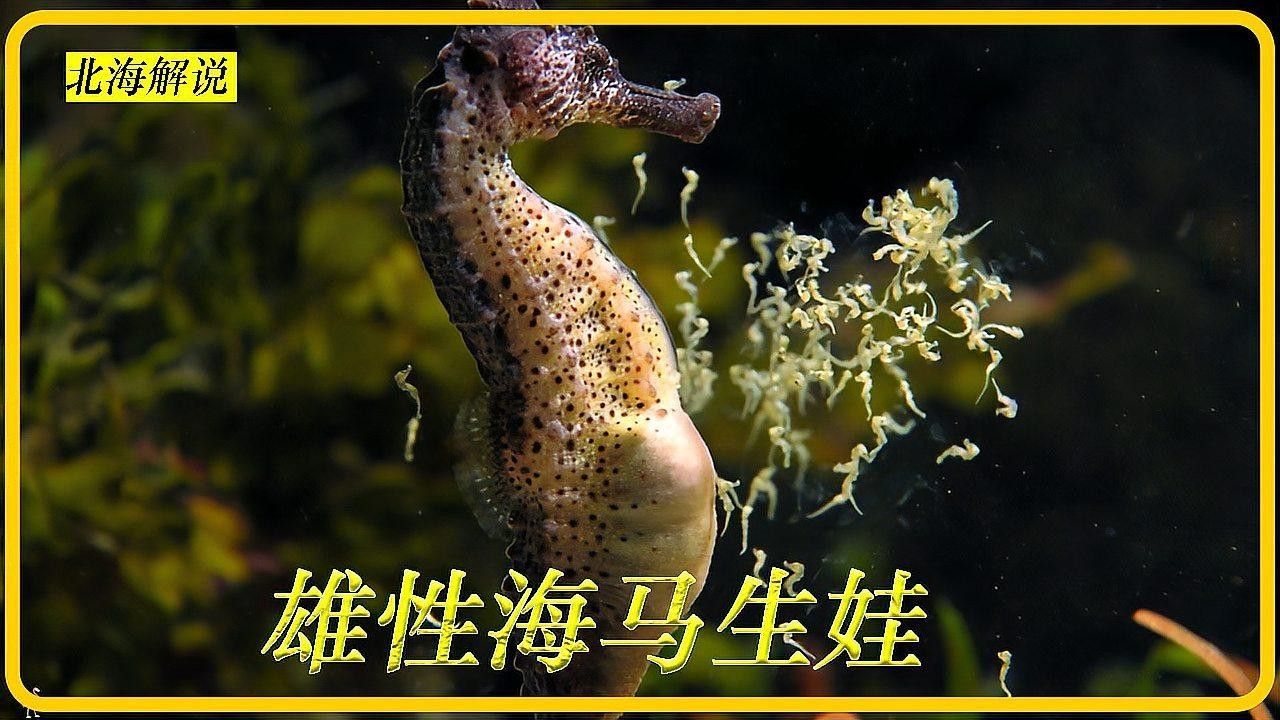 如何區分海龍和海馬