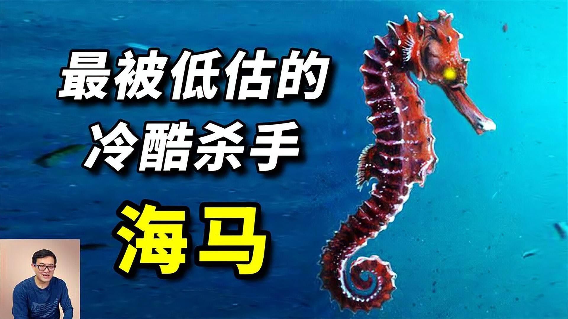 如何區分海龍和海馬