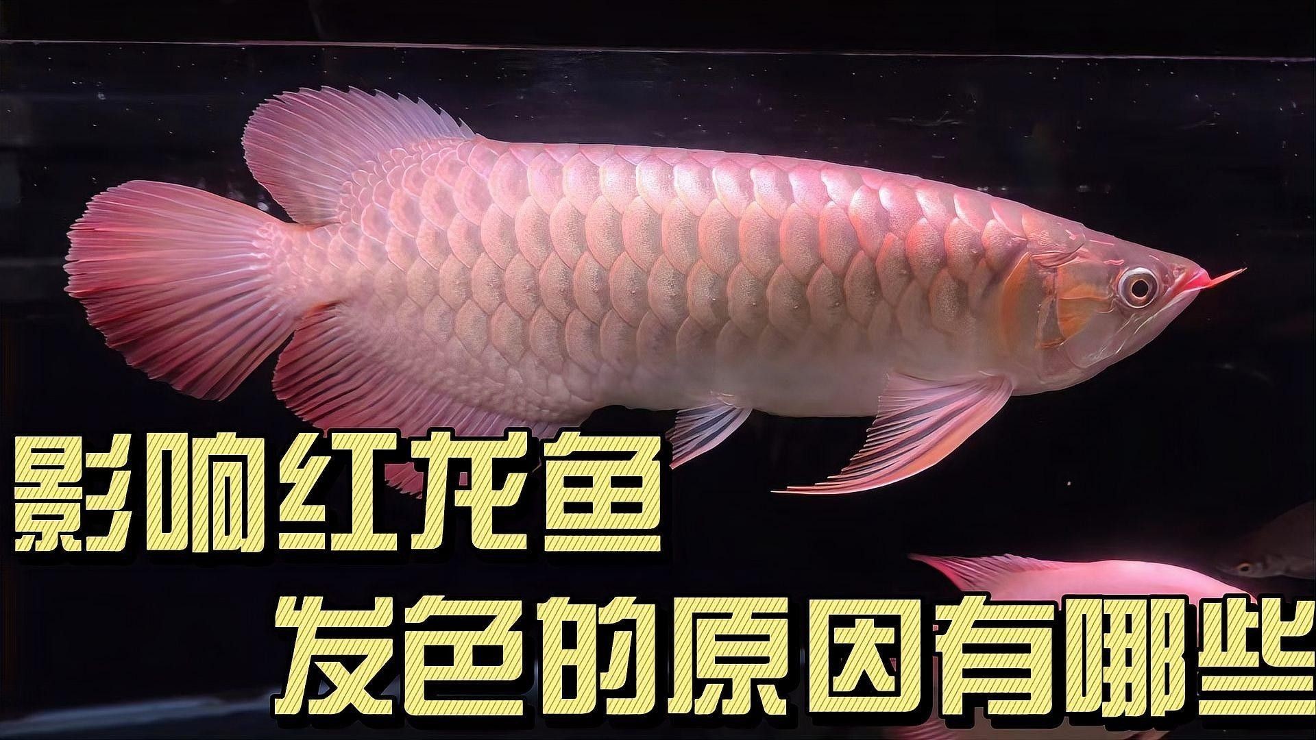 綠皮紅龍魚發(fā)色需要多長(zhǎng)時(shí)間（養(yǎng)魚小藝紅龍魚發(fā)色階段波奇寵物網(wǎng)紅紅龍魚發(fā)色全攻略） 綠皮紅龍魚發(fā)色需要多長(zhǎng)時(shí)間（養(yǎng)魚小藝紅龍魚發(fā)色階段波奇寵物網(wǎng)紅紅龍魚發(fā)色全攻略） 龍魚百科 第5張
