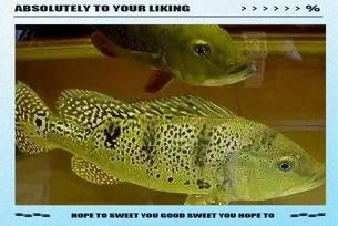 如何區(qū)分正宗巴西亞和皇冠三間