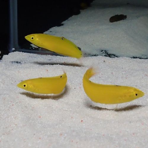 黃龍魚有哪些品種（黃龍魚品種有哪些金龍魚品種有哪些小玲玲說生活紅龍金龍銀龍都見過）