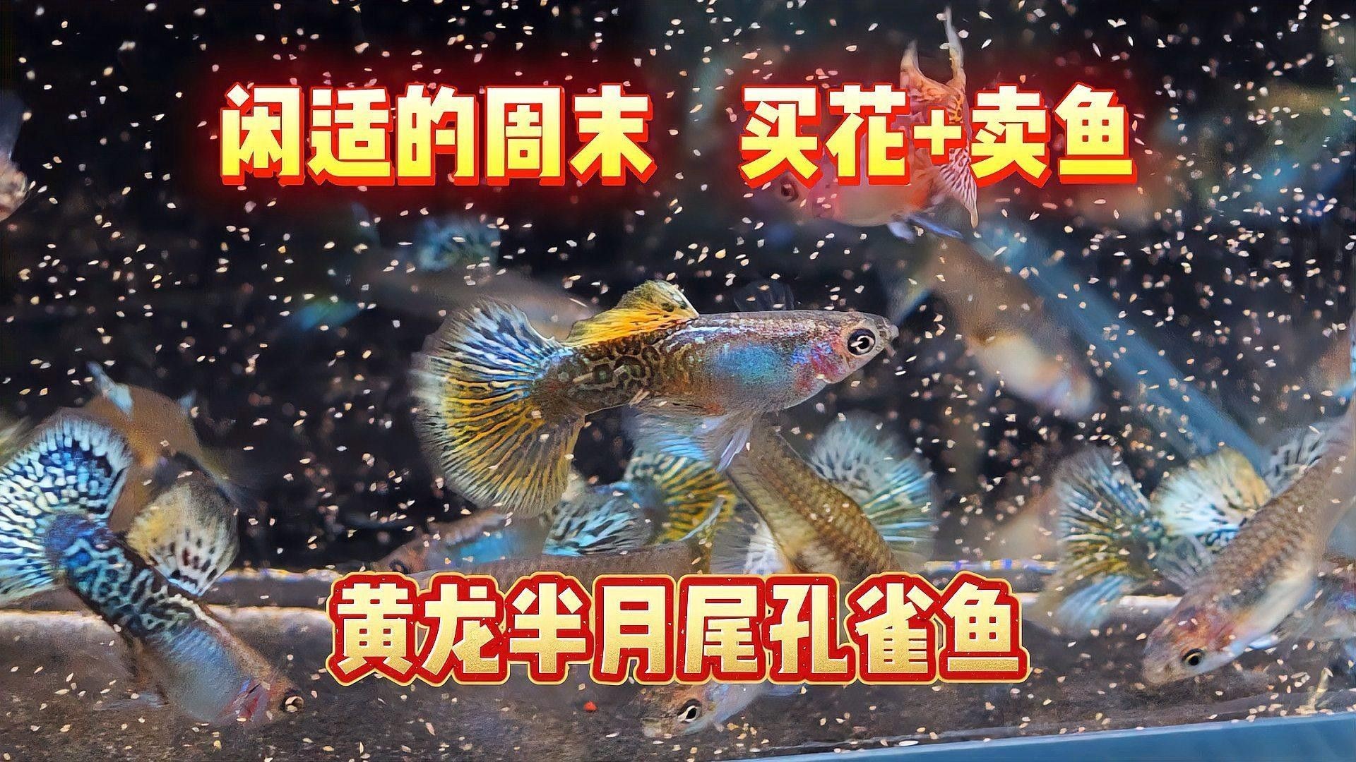 黃龍魚有哪些品種（黃龍魚品種有哪些金龍魚品種有哪些小玲玲說生活紅龍金龍銀龍都見過）