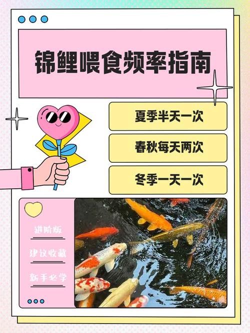 火龍魚(yú)和錦鯉的喂食頻率 火龍魚(yú)和錦鯉的喂食頻率 龍魚(yú)百科 第7張