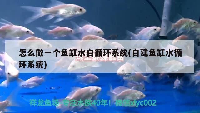 怎么做一個魚缸水自循環系統(自建魚缸水循環系統)