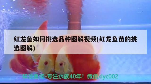 紅龍魚(yú)如何挑選品種圖解視頻(紅龍魚(yú)苗的挑選圖解) 紅龍魚(yú)如何挑選品種圖解視頻(紅龍魚(yú)苗的挑選圖解) 觀賞魚(yú)百科