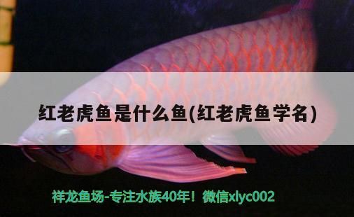 紅老虎魚是什么魚(紅老虎魚學名)