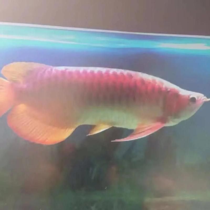 金冠紅龍魚有哪些品種？（紅龍魚什么品種最好？）