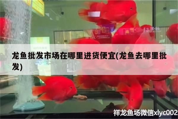 龍魚批發市場在哪里進貨便宜(龍魚去哪里批發)