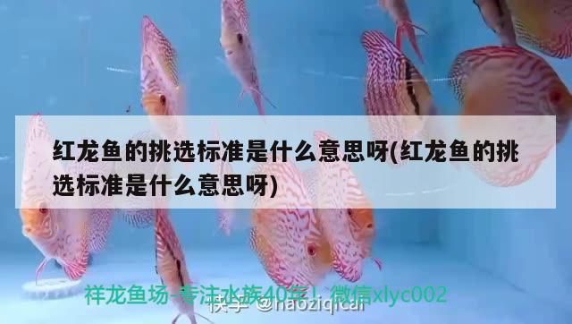 紅龍魚的挑選標準是什么意思呀(紅龍魚的挑選標準是什么意思呀)（紅龍魚的挑選標準）