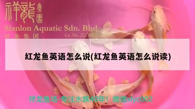 紅龍魚英語怎么說(紅龍魚英語怎么說讀)